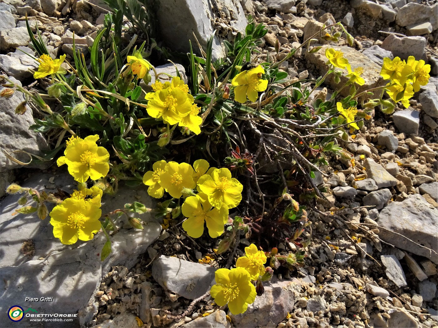 20 Helianthemum alpestre (Eliantemo alpestre).JPG